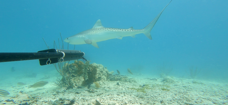 BDA Juvenile Tiger Shark